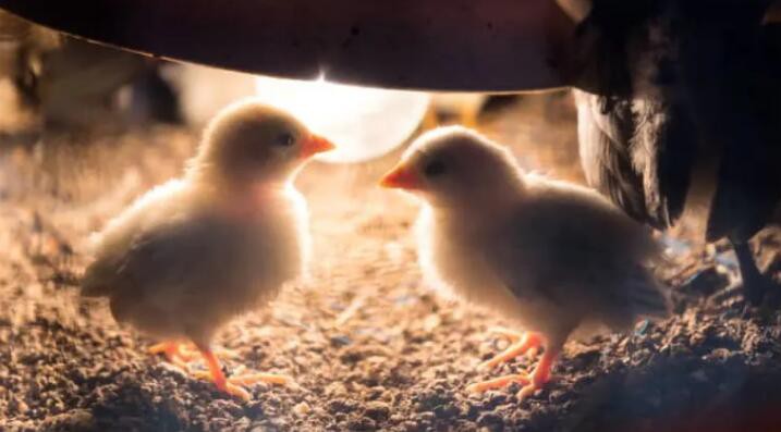 Do Chickens Require Nightlights Do Chickens Require Nightlights